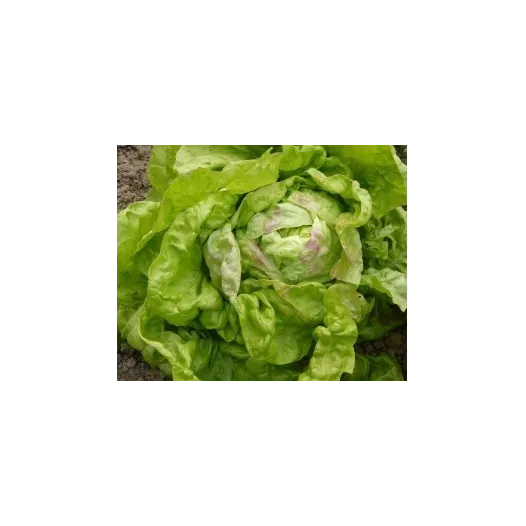 Laitue pommée Reine de Mai de Liège