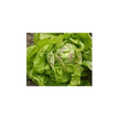 Laitue pommée Reine de Mai de Liège