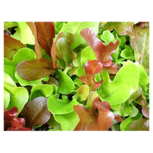 Laitues à couper en mélange