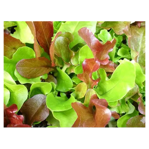 Laitues à couper en mélange