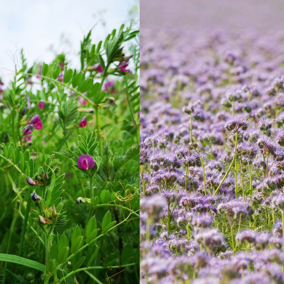 Mélange mellifère et engrais vert