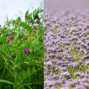 Mélange mellifère et engrais vert