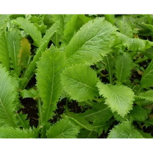 Moutarde de Chine Green in snow