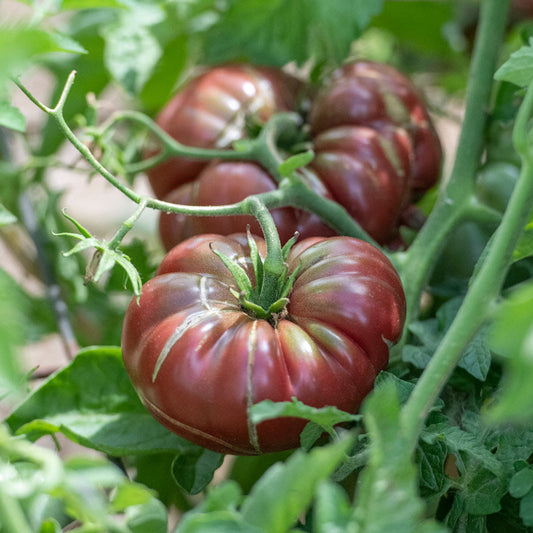 Tomate Purple Calabash