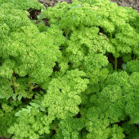 Semences aromatiques