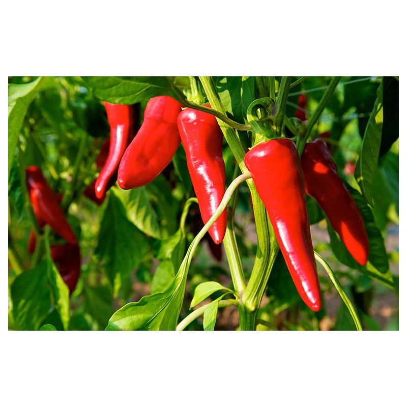 Piment fort d'Espelette