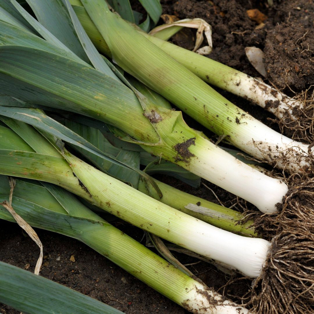 Poireau des Vennes