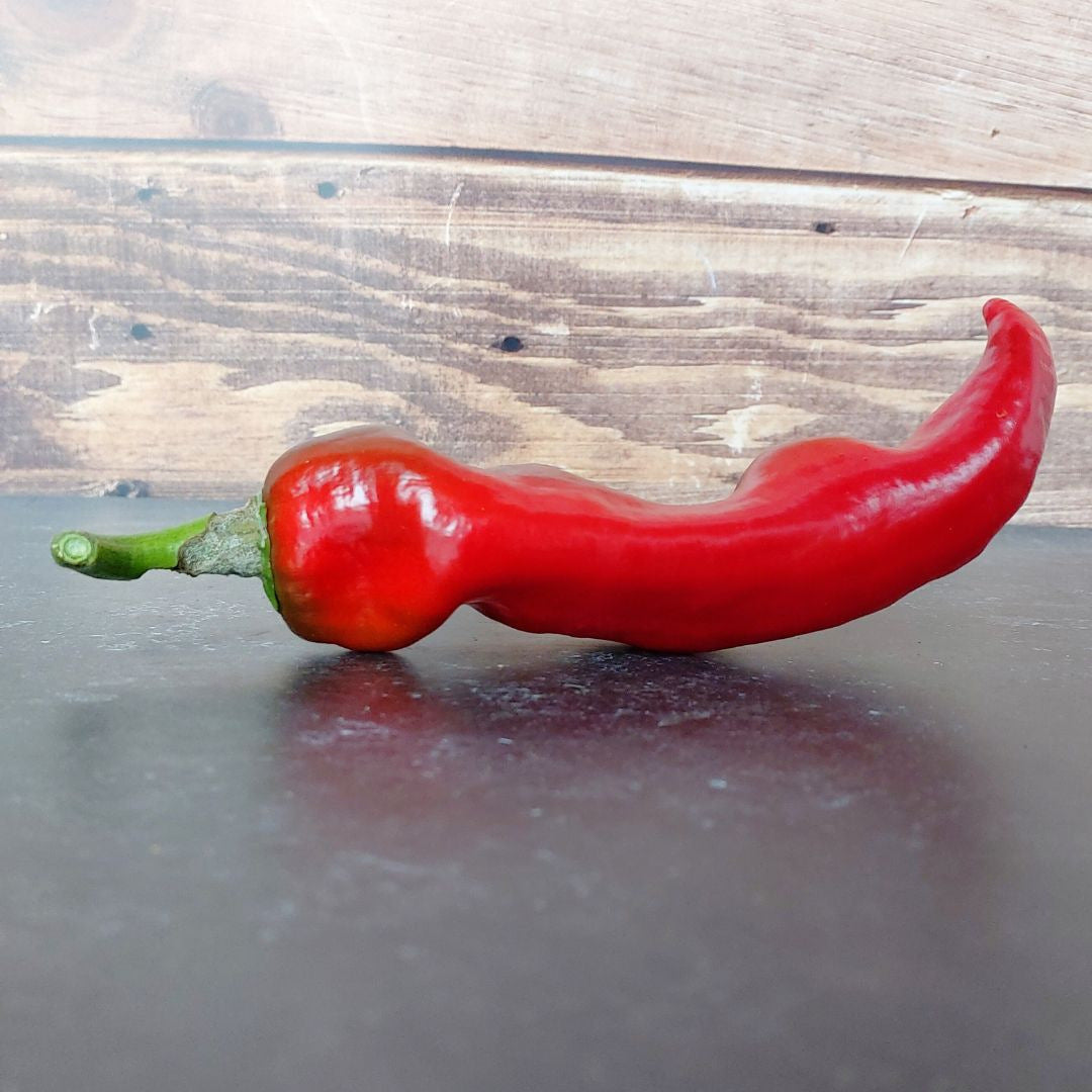 Poivron Corno di toro rouge