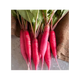 Radis Chandelle de Feu