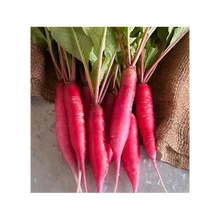 Radis Chandelle de Feu