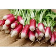 Radis Rouge Flamboyant