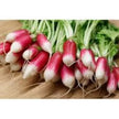 Radis Rouge Flamboyant