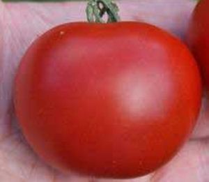 tomate rouge précoce Matina