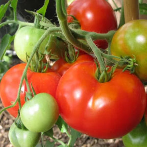 Tomate Potager de Vilvorde