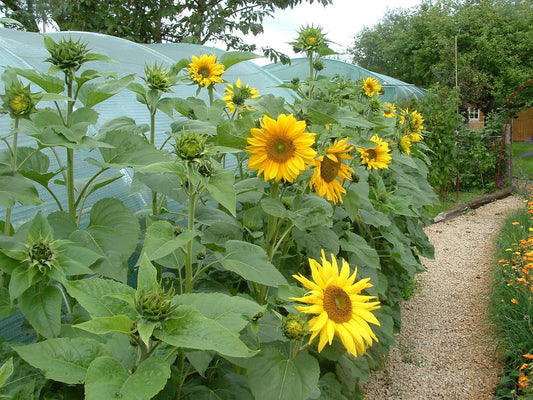 Tournesol Multiflore
