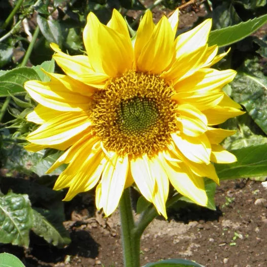 Tournesol nain jaune