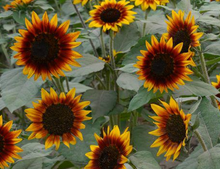 Tournesol Ring of fire