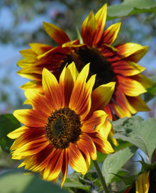 Tournesol Velvet Queen