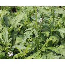 Verveine Officinale